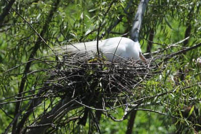 Nesting Great Egret