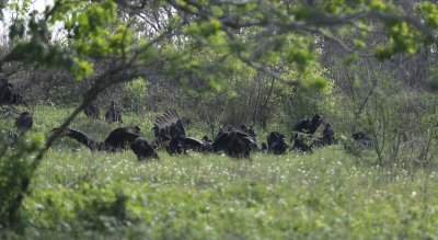 Black Vultures-Breeding Group