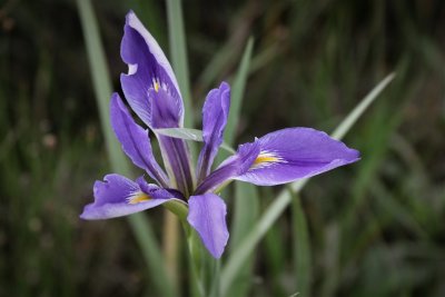 Southern Iris