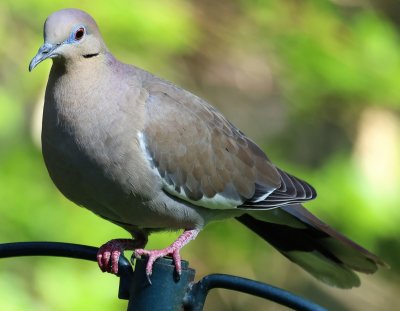 White-winged Dove