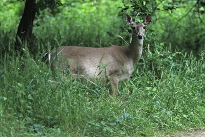 Whitetail Deer-Stephen F Austin State Park