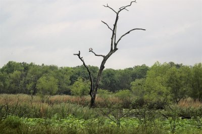 Brazos Bend State Park