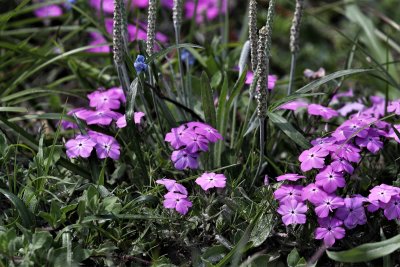 Phlox and Plantain