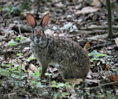 Swamp Rabbit