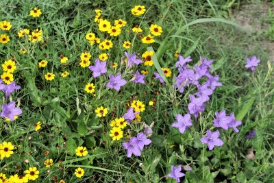 Plains Coreopsis and Low Ruella