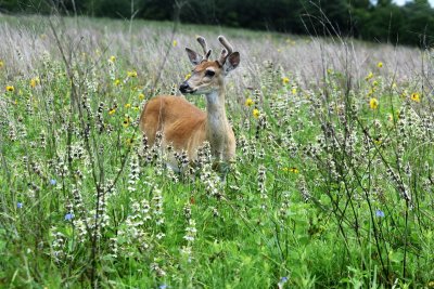 Young Buck in Bee Balm Flowers