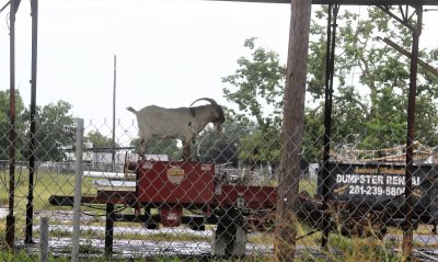 Junkyard Goat