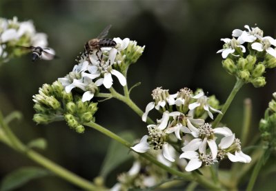 Freeze Plant and Pollinators.jpg