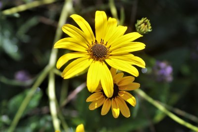 Maximilian Sunflower.jpg