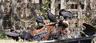 Black Vultures at work.