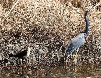 Boat-tailed Grackle and Tri-colored Heron