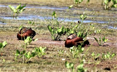 Black-bellied Whistling Ducks and Duck Potato Plants