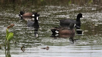 Blue-winged Teals and American Coots