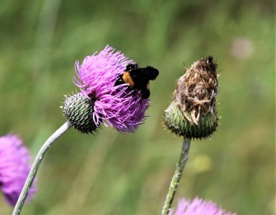 Bumblebee and Texas Thistle