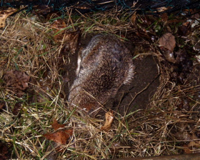 Groundhogs, Possums & Rabbits