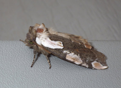 DogwoodThyatiridMoth3.jpg