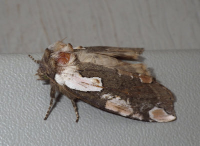 DogwoodThyatiridMoth4.jpg