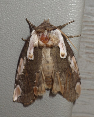 DogwoodThyatiridMoth6.jpg