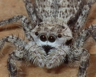 GrayWallJumpingSpider17.jpg