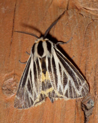 HarnessedTigerMoth18.jpg