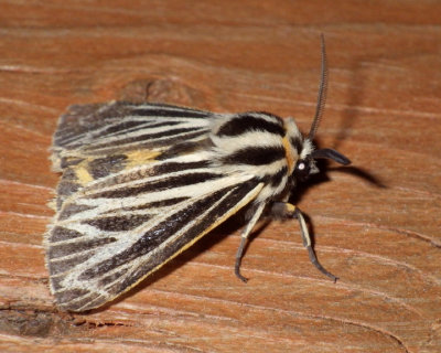 HarnessedTigerMoth19.jpg