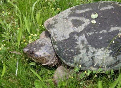 SnappingTurtle112.jpg