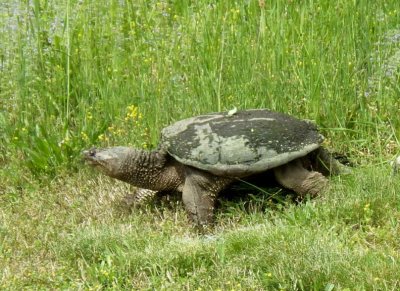 SnappingTurtle115.jpg