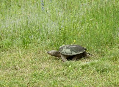SnappingTurtle116.jpg