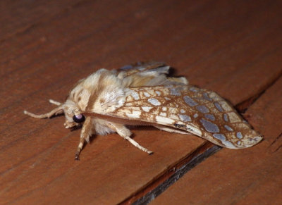 HickoryTussockMoth14.JPG