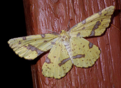 FalseCrocusGeometer11.JPG