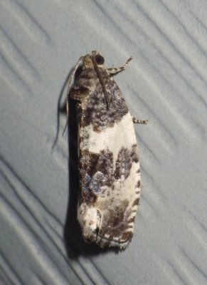 PoplarLeafrollerMoth1.JPG