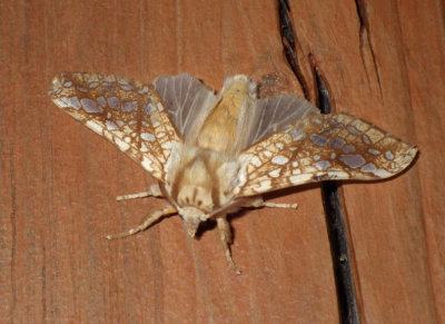 HickoryTussockMoth11.JPG