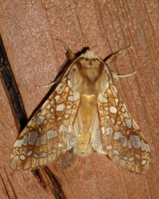 HickoryTussockMoth13.JPG