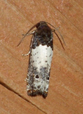 GoldenrodGallMoth2.jpg