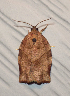 ObliqueBandedLeafrollerMoth10.jpg