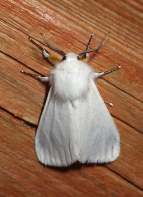 VirginiaTigerMoth25.jpg