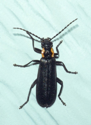Soldier Beetles