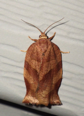 ObliqueBandedLeafrollerMoth12.jpg