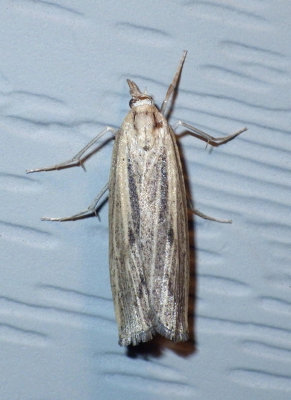 SodWebworm11.jpg