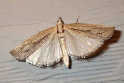 SodWebworm12.jpg