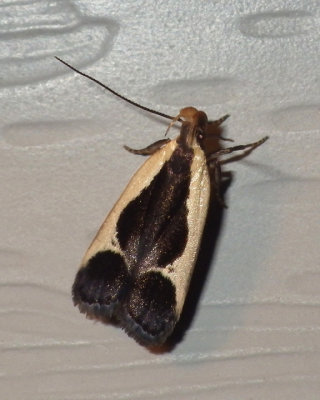 DichomerisMoth1.jpg