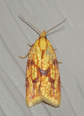 SparganothisFruitwormMoth12.jpg