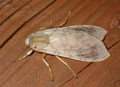 BandedTussockMoth12.jpg