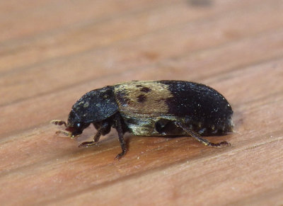 LarderBeetle4.jpg