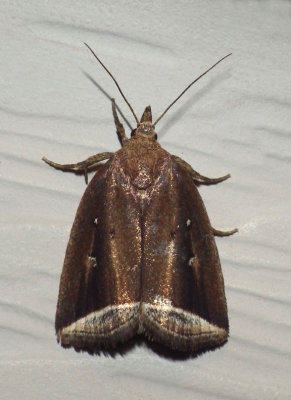 CurvedHalterMoth1.jpg