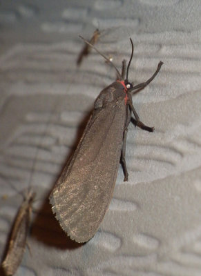 Tiger and Lichen Moths