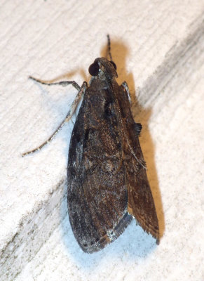 MapleWebwormMoth3.jpg