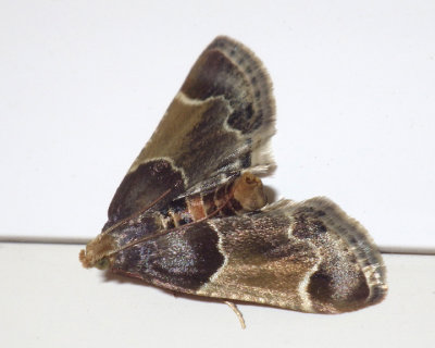 MealMoth1.jpg
