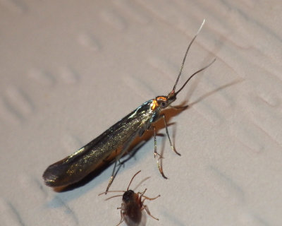 ColeophoraMayrella8.jpg
