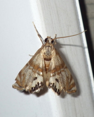 FeatherEdgedPetrophilaMoth17.jpg